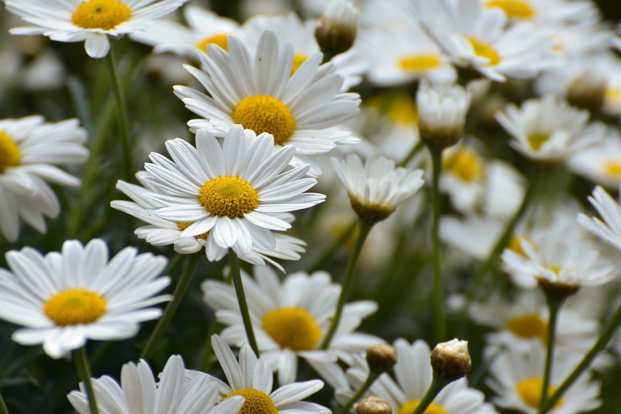 daisies, flower meadow, flower background, bloom, summer, meadow marguerite, flower, garden, blossoms, petals, spring, beautiful flowers, plant, flower wallpaper, flora, white, nature
